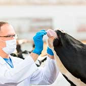 Probióticos en bovinos ¿Cómo pueden ayudarlos?