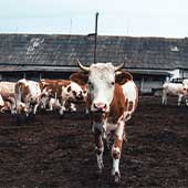 Razas europeas de ganado bovino ¡Conócelas!