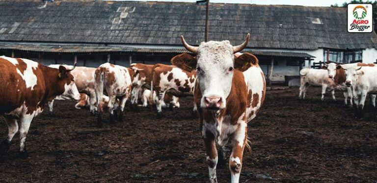 razas europeas de ganado bovino