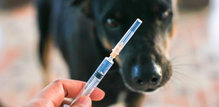 rechazo de la comunidad chilena a solicitud de eutanasia masiva para perros