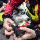 Al rescate de los animales en los incendios de Piedecuesta en Santander
