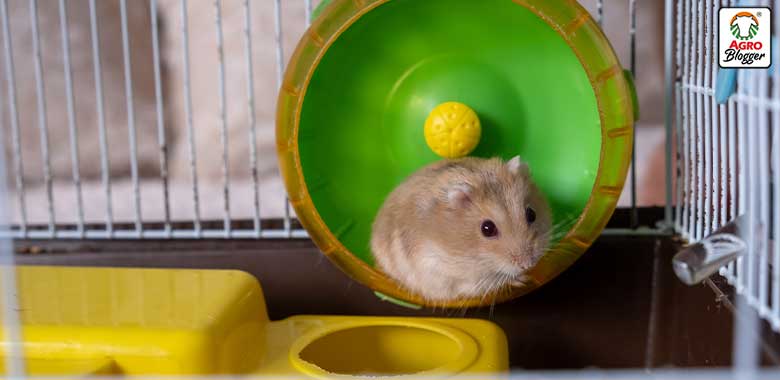 rueda de ejercicio hamster joven