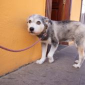 Un perro estaba en venta mientras su familia lo buscaba en Guayaquil