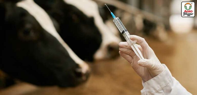 vacunas en bovinos