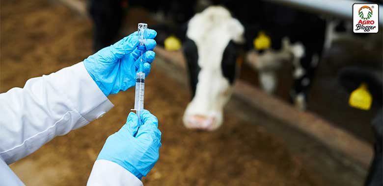 vacunas para bovinos