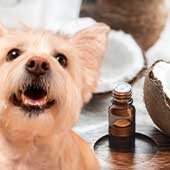 10 beneficios del aceite de coco para los perros