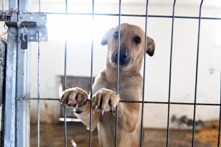 Abandono Total: Así se encuentra Centro de Bienestar Animal en Bucaramanga