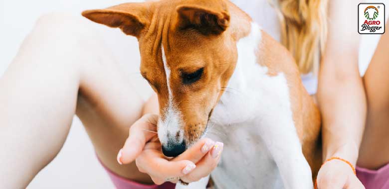 beneficios de la pulpa de remolacha para las mascotas