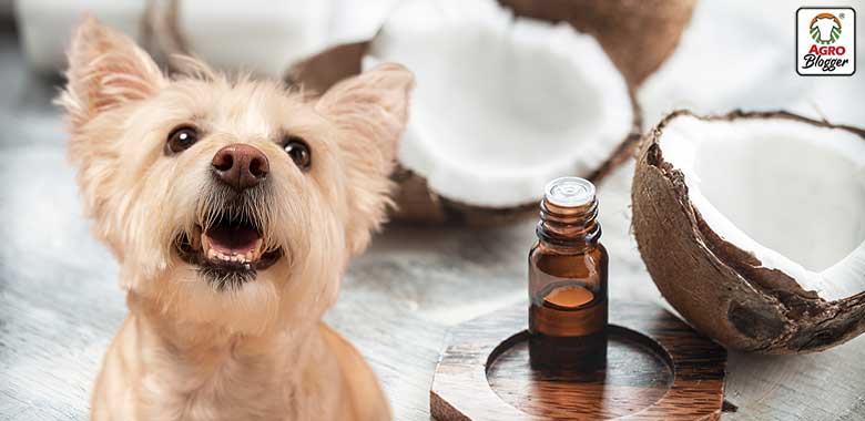 beneficios del aceite de coco para los perros
