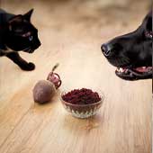 Beneficios de la pulpa de remolacha para perros y gatos