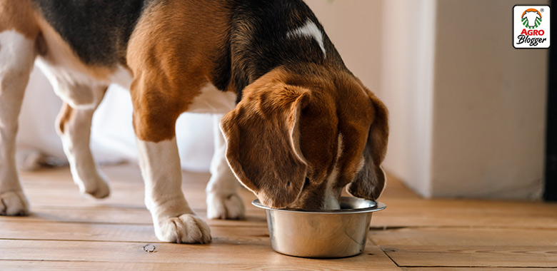 desventajas de la comida humeda para perros
