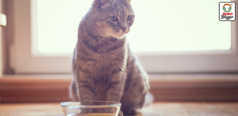 dieta para eliminar los calculos renales en gatos