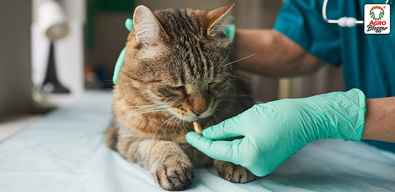 eliminar los calculos renales en gatos