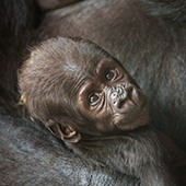 Una bebé gorila llegó al mundo después de un milagro