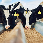 Hierro para el ganado bovino ¡Importancia y productos recomendados!