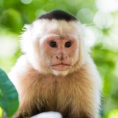 Rescatan a especie de mono Capuchino víctima de maltrato en el Huila