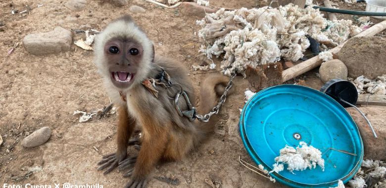 mono capuchino victima