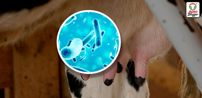 que es la mastitis y como afecta al ganado bovino