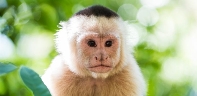 rescatan a especie de mono capuchino victima de maltrato