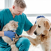 Seguros veterinarios para mascotas ¿Cuál es la mejor opción?