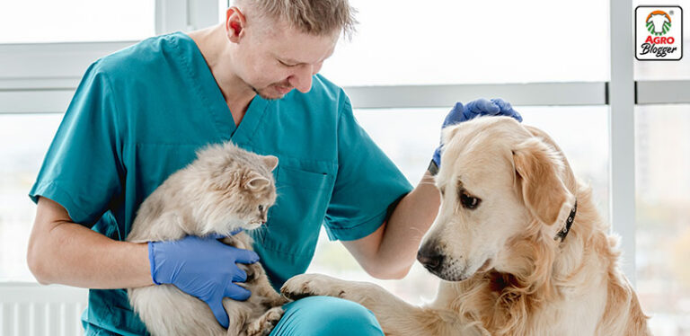 seguros veterinarios para mascotas