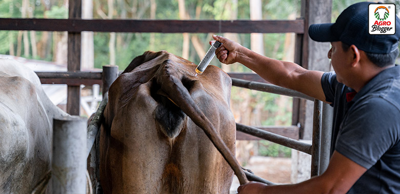 tratamiento de la mastitis en el ganado