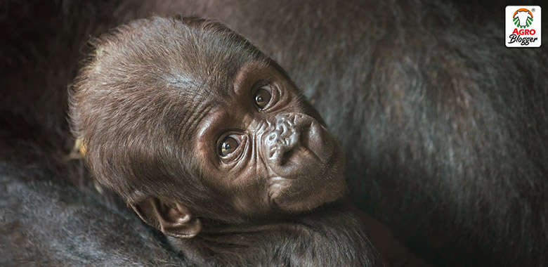 una bebe gorila llego al mundo despues de un milagro