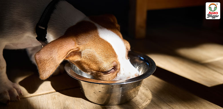 alimentos gastrointestinales para perros
