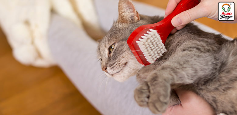 cepillo de cerdas para gatos