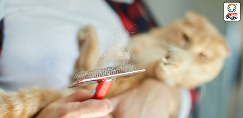 cepillo de puas para gatos y sus usos