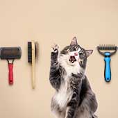 Tipos de cepillos para gatos ¡Conócelos!