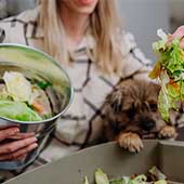 Comida casera para perros con problemas gastrointestinales ¡Recetas!