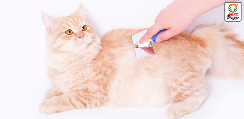 elegir el cepillo adecuado para tu gato