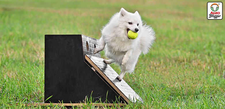 flyball perros