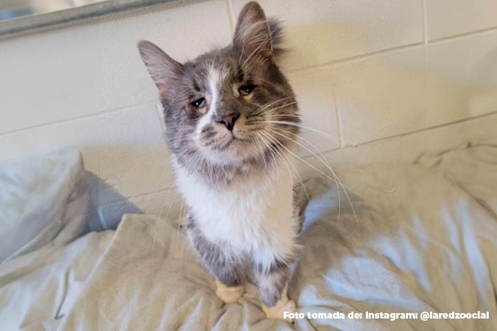 Un gato de mirada triste encontró un nuevo hogar en New York