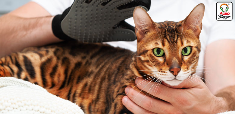 guante masajeador para gatos