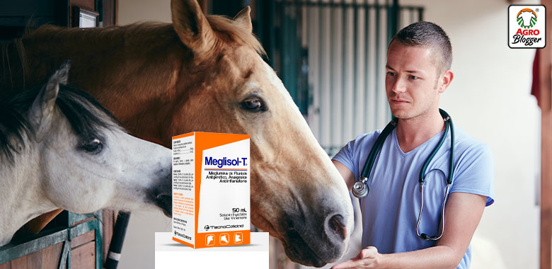 medicamentos para colicos en caballos meglisol t
