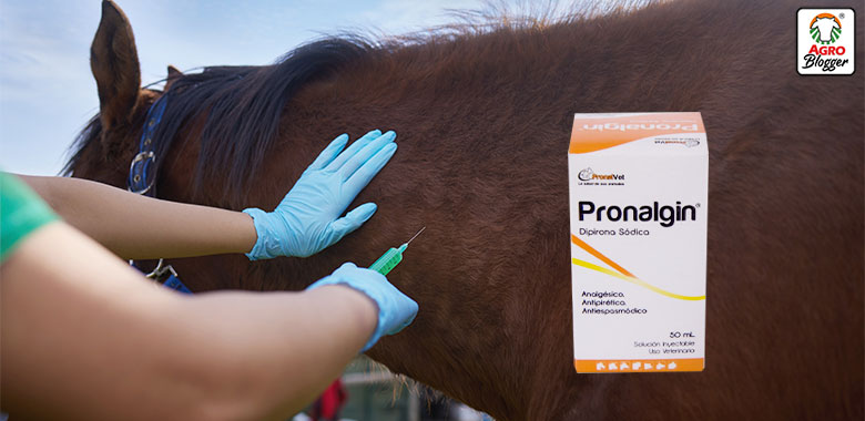 medicamentos para colicos en caballos pronalgin