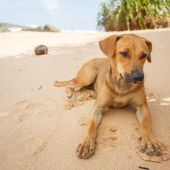 Una perrita fue encontrada en un sendero peligroso en Hawai