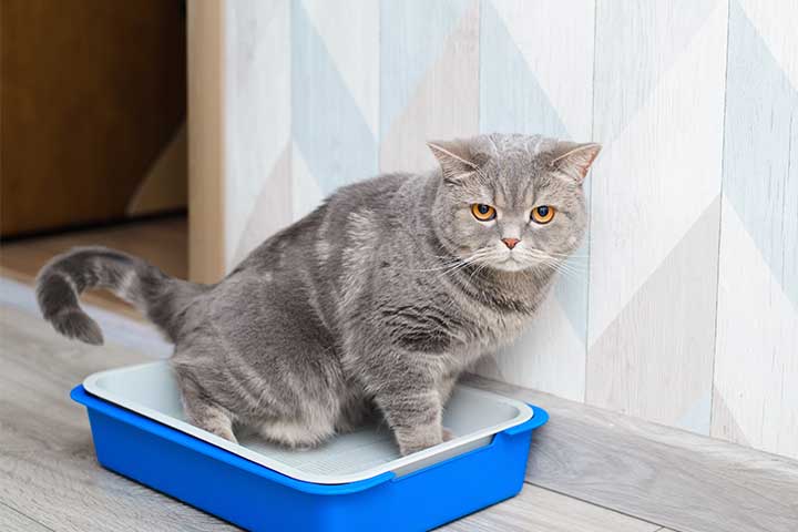 Problemas de vejiga en gatos ¿Cuáles son y cómo detectarlos?