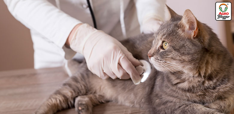 signos clinicos de problemas de vejiga en gatos