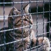 Chubbs, el tierno gato abandonado en las puertas de un refugio en EEUU