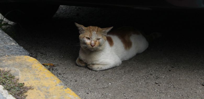 un rescatista salvo a un tierno y amoroso gato de las calles de new york