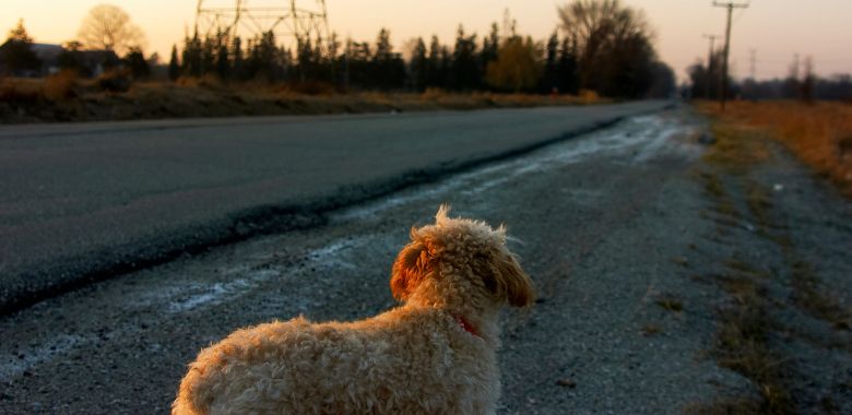 una mujer encuentra a su perro perdido luego de diez anos