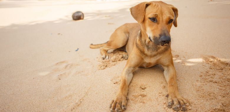 una perrita fue encontrada en un sendero peligroso en hawai