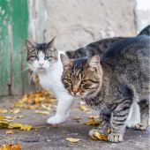 El Gobierno Mexicano declaró como activos fijos de la nación a 19 gatos callejeros