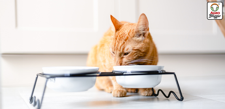 alimentos para gatos con problemas digestivos