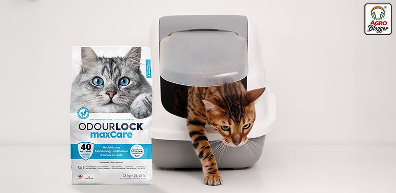 arena para gatos odourlock maxcare