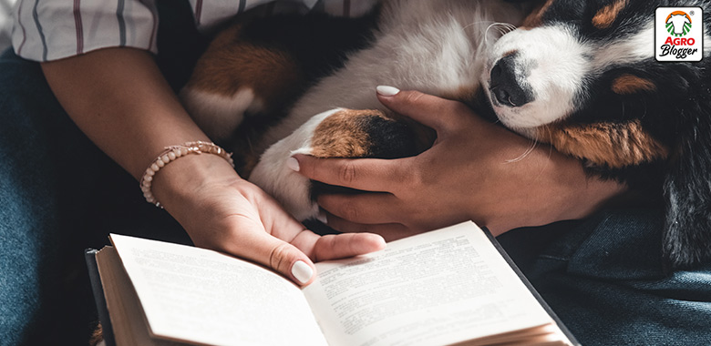asistir a una biblioteca pet friendly con tu mascota