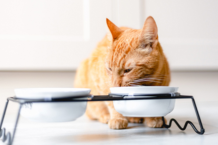 Alimentos para gatos con problemas digestivos ¡Conoce los mejores!
